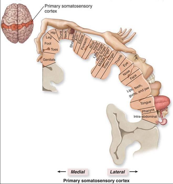 primary somatosensory cortex homunculus