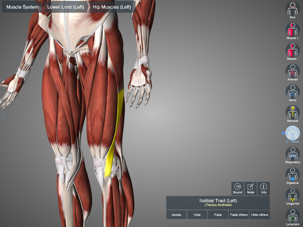 The iliotibial band and site of injury at lateral epicondyle of the femur.